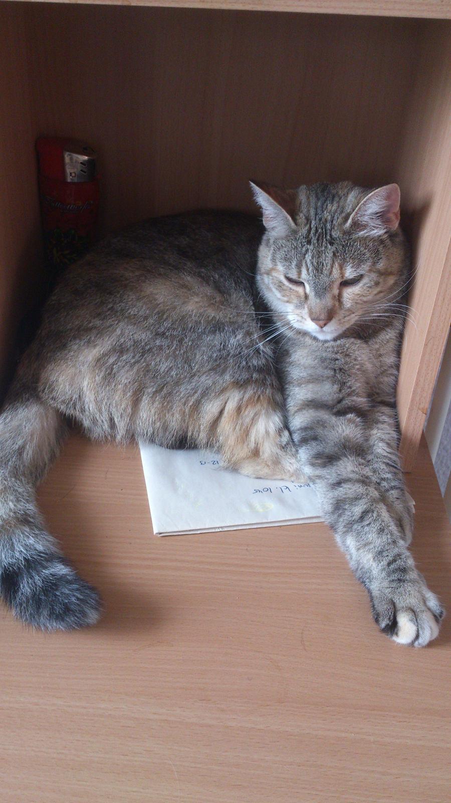 Huskat Silvia billede 13