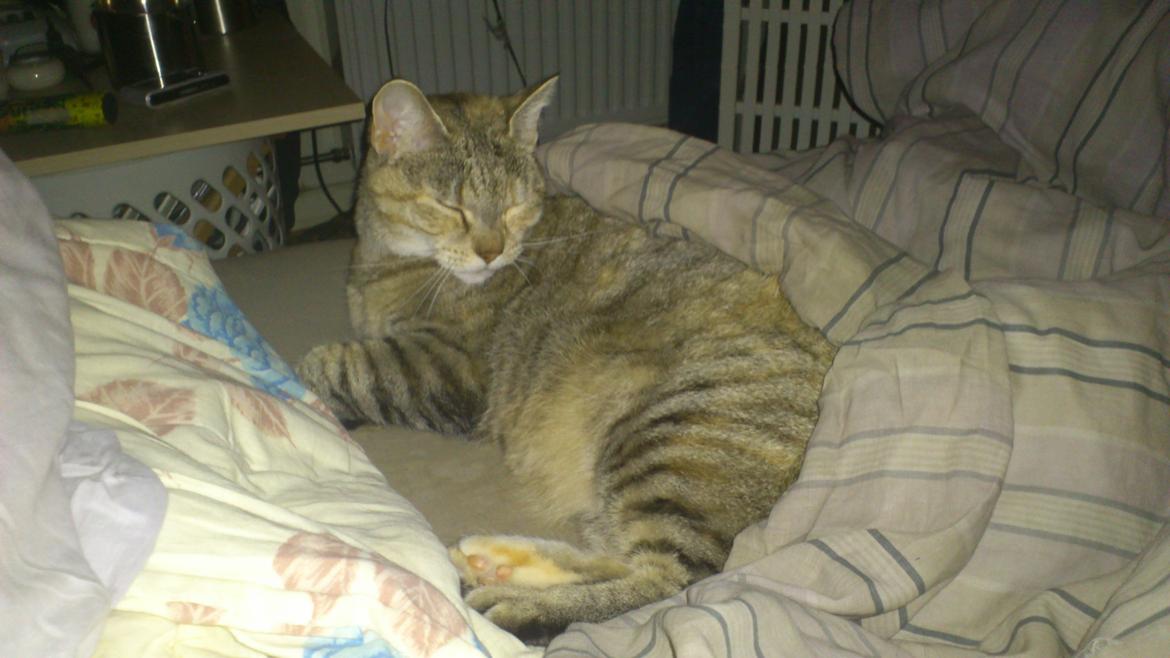 Huskat Silvia billede 15