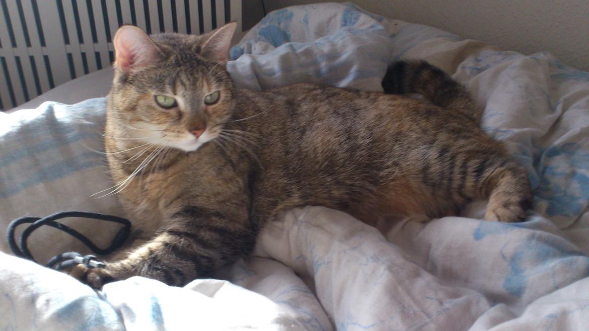 Huskat Silvia billede 16