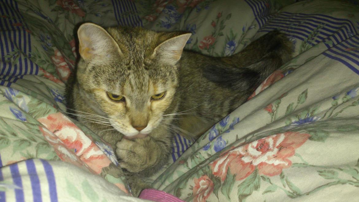 Huskat Silvia billede 17