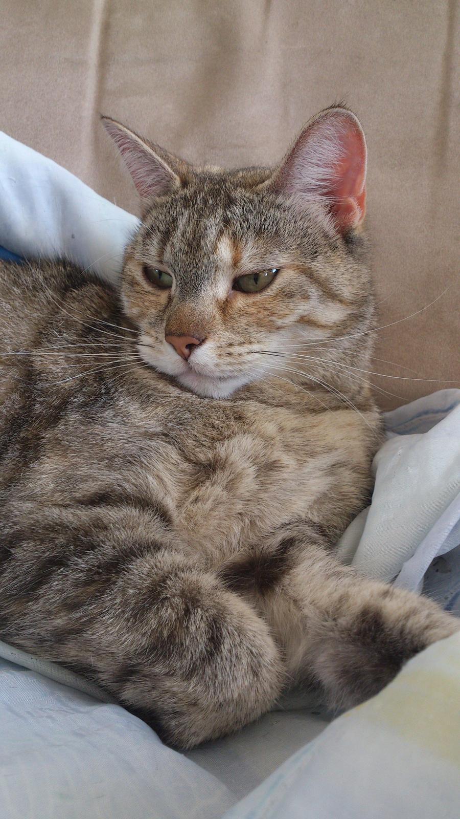 Huskat Silvia billede 18