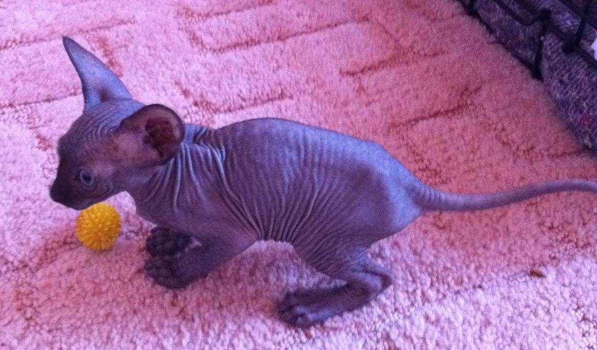 Sphynx Siff billede 9