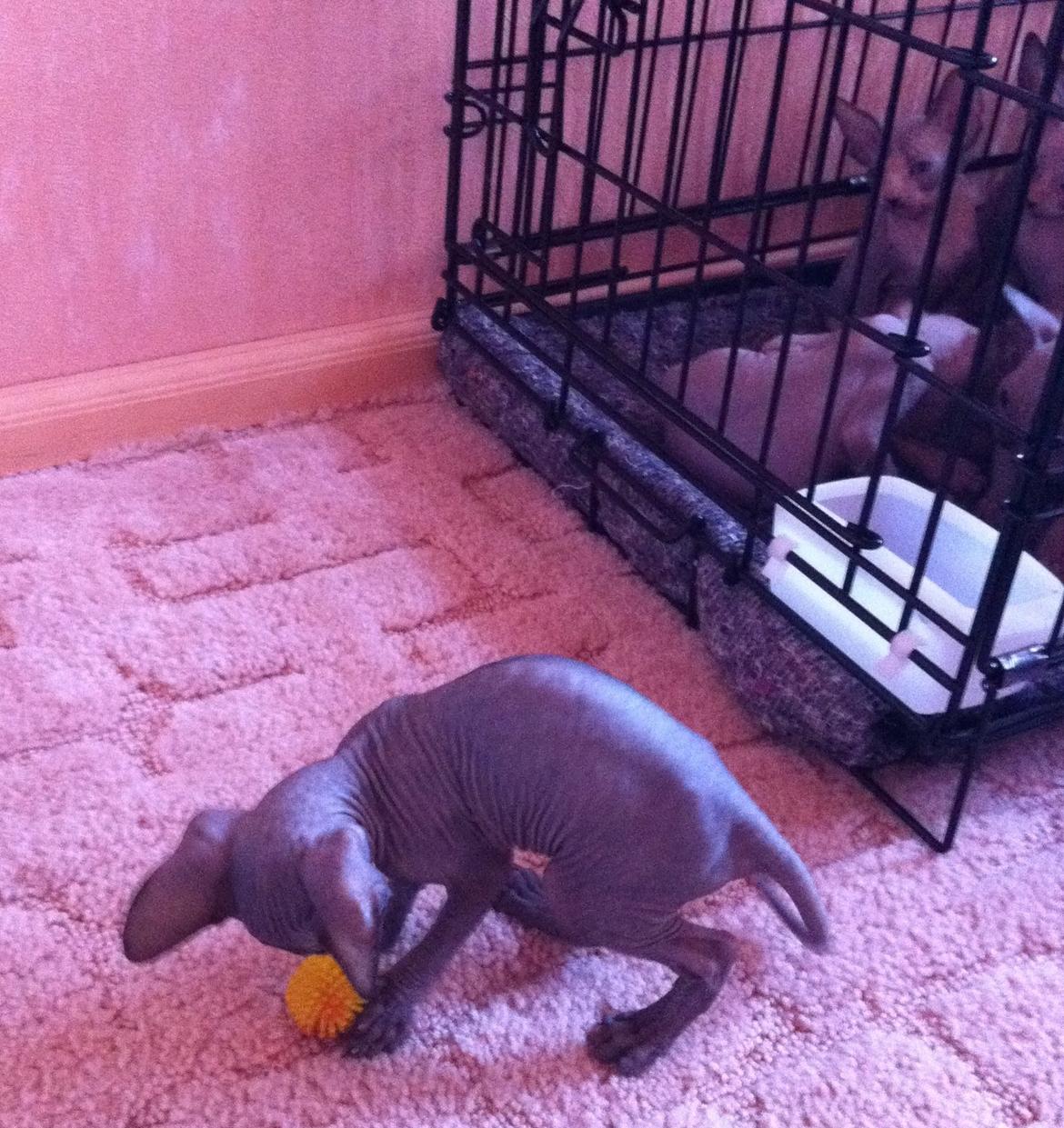 Sphynx Siff billede 10