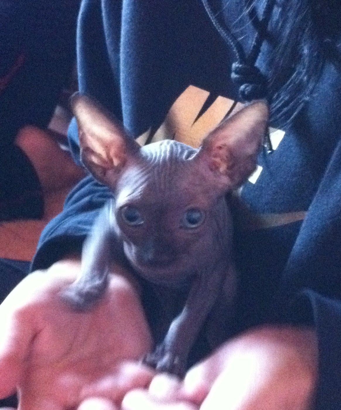 Sphynx Siff billede 11