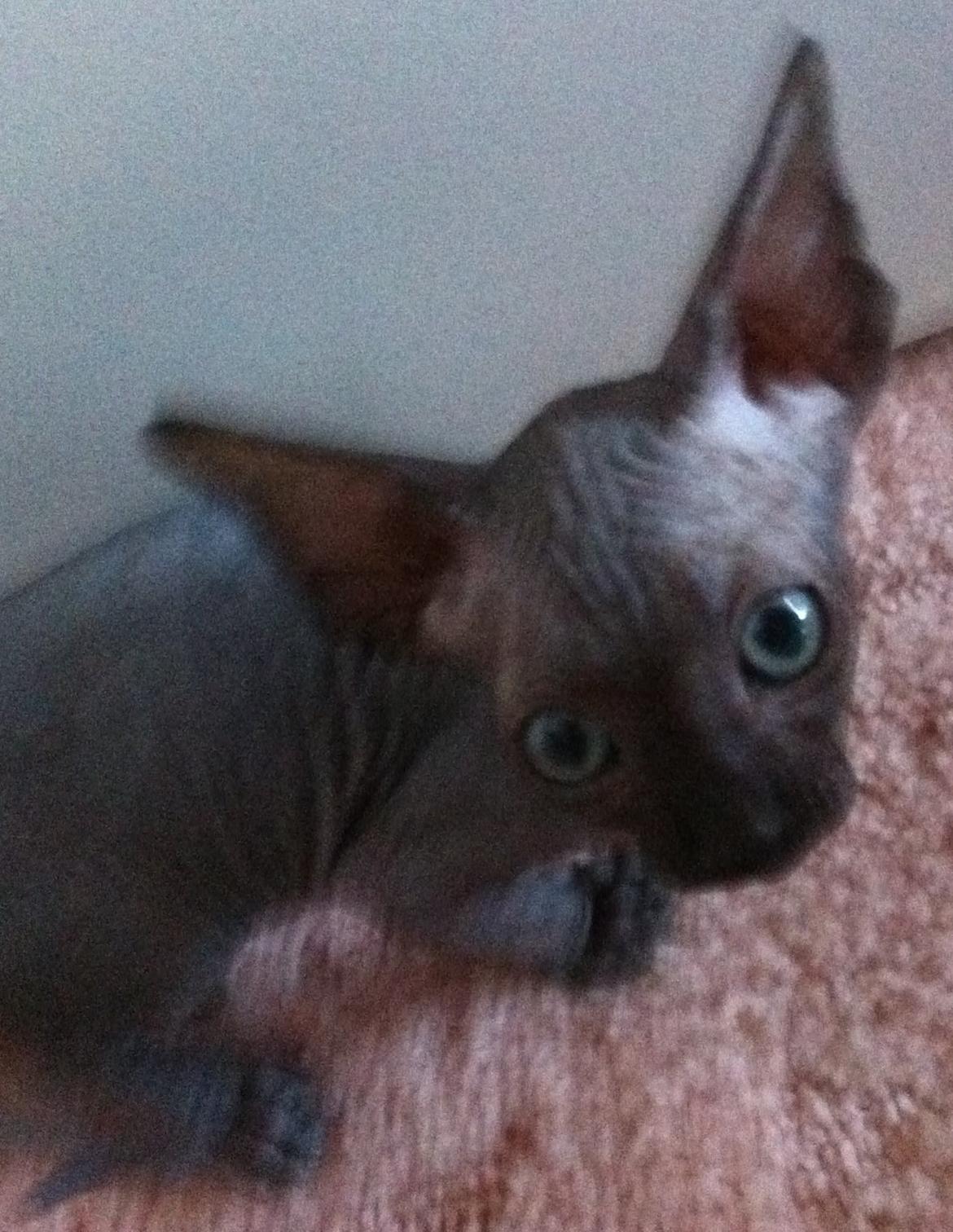 Sphynx Siff billede 12