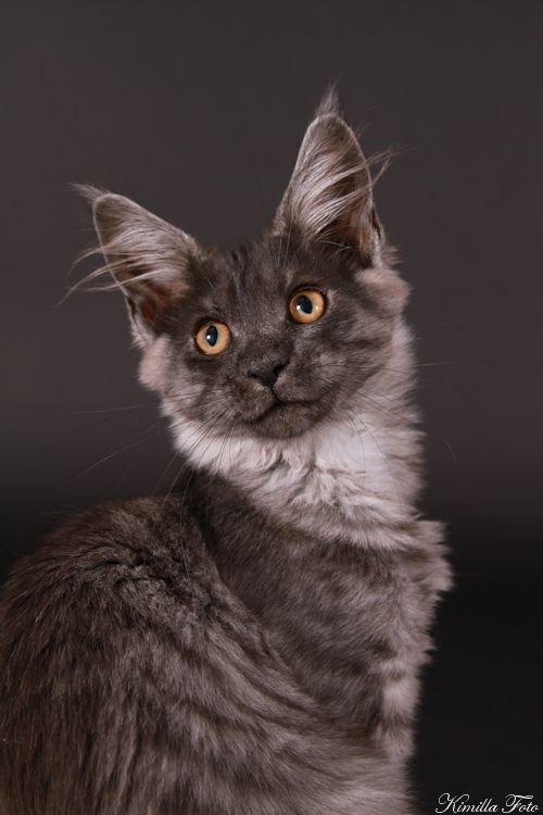 Maine Coon Kalypso PP billede 1