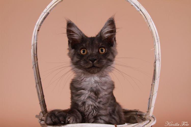 Maine Coon Kalypso PP billede 3