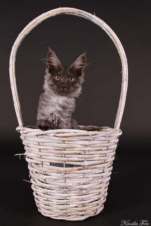 Maine Coon Kalypso PP billede 2