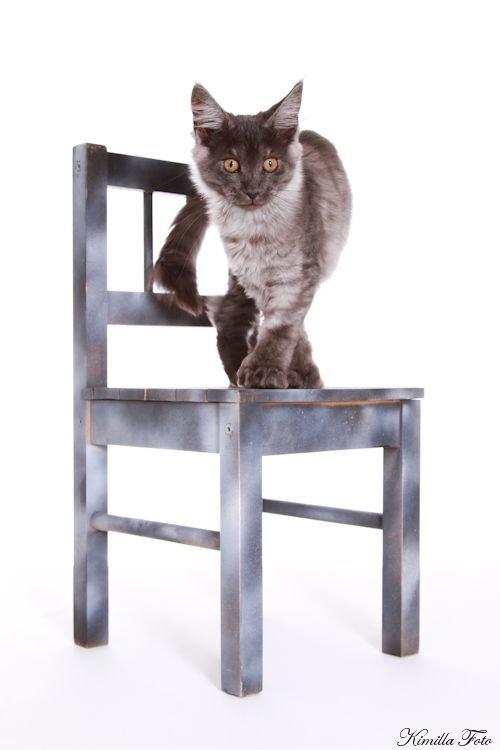 Maine Coon Kalypso PP billede 13