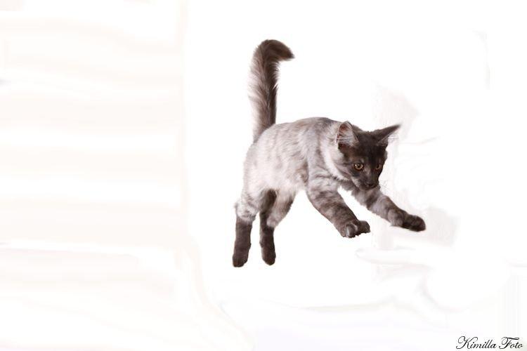 Maine Coon Kalypso PP billede 15