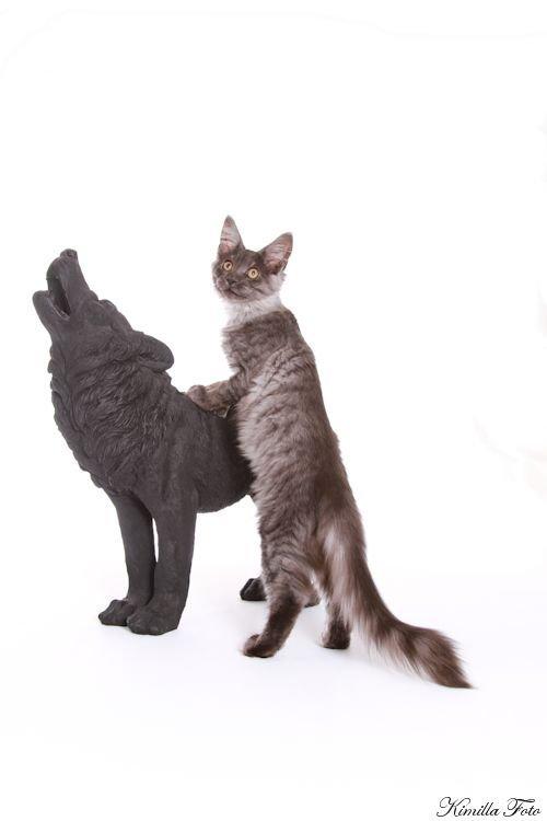 Maine Coon Kalypso PP billede 14