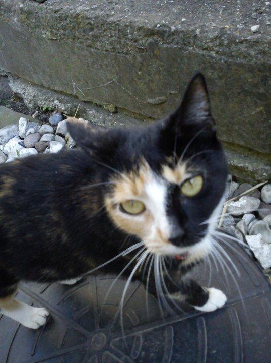 Huskat Amanda billede 2