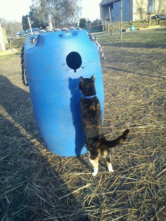 Huskat Amanda billede 3