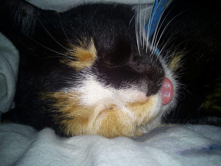 Huskat Amanda billede 6