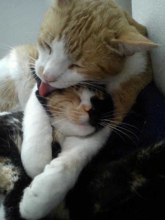 Huskat Amanda billede 8