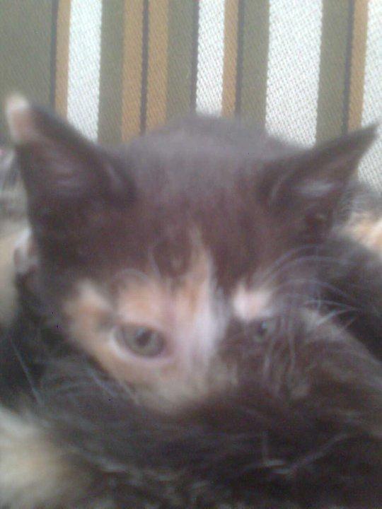 Huskat Amanda billede 9