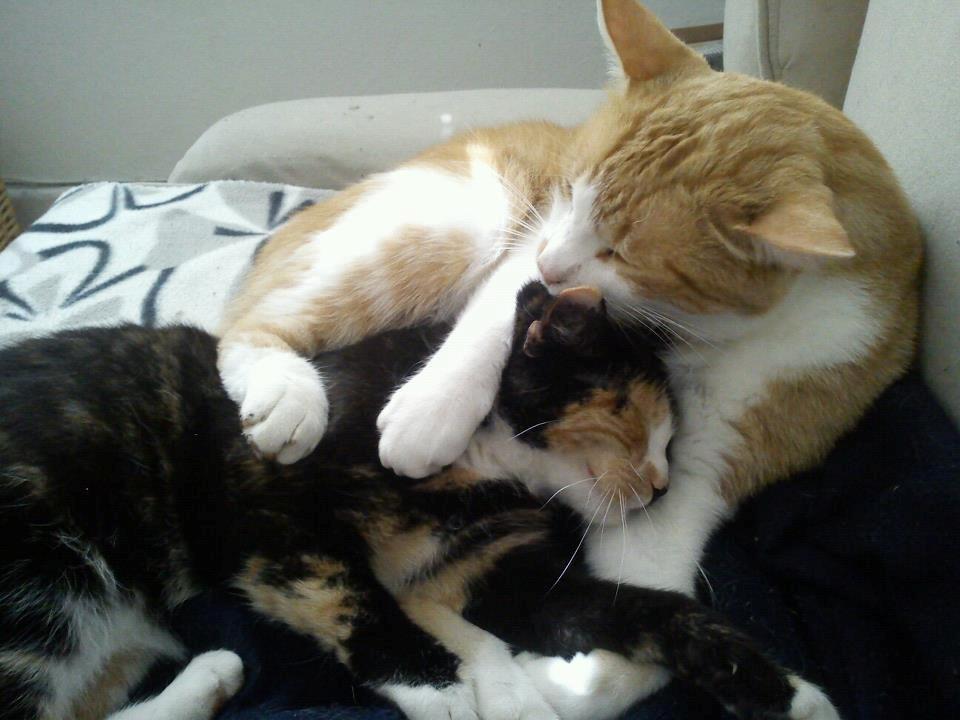 Huskat Amanda billede 13