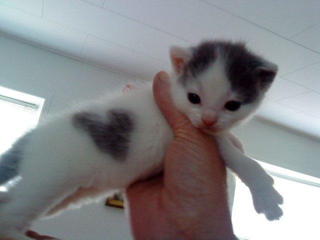 Huskat HjerterDame billede 1