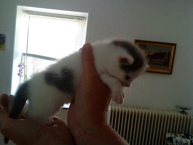 Huskat HjerterDame billede 2