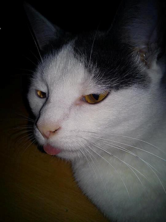 Huskat HjerterDame billede 8