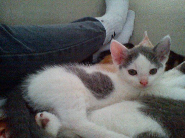 Huskat HjerterDame billede 9