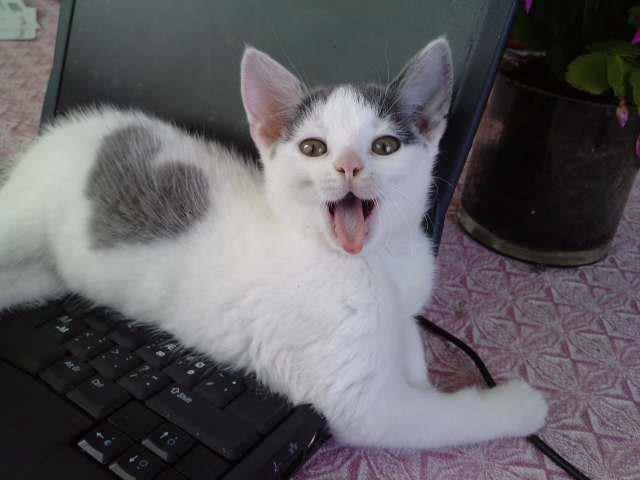 Huskat HjerterDame billede 10