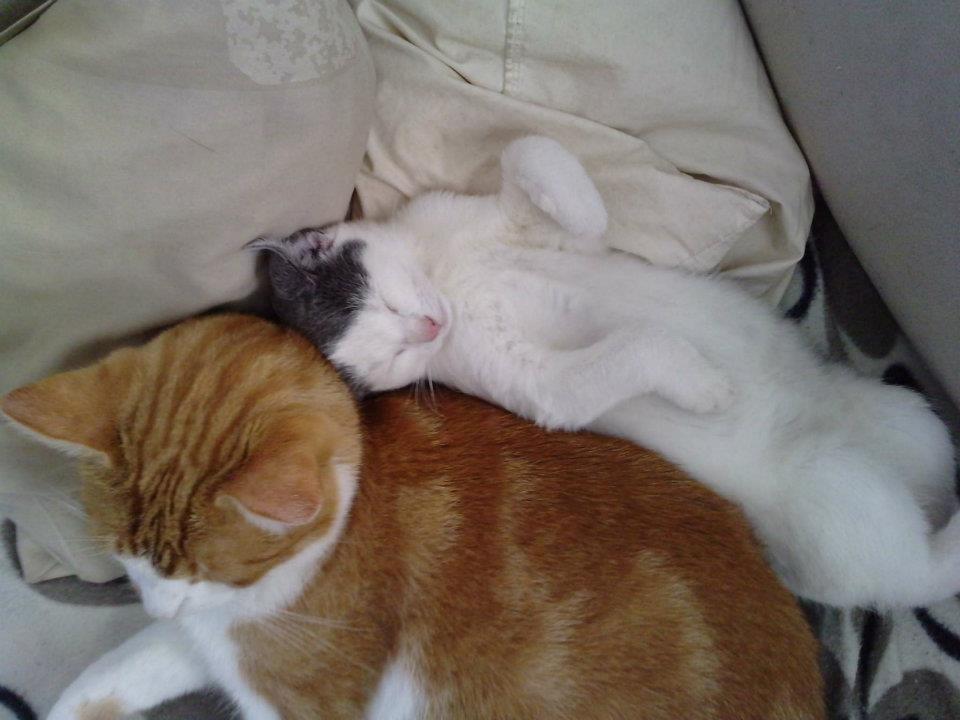 Huskat HjerterDame billede 11