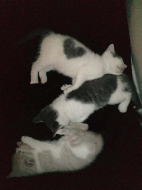 Huskat HjerterDame billede 12