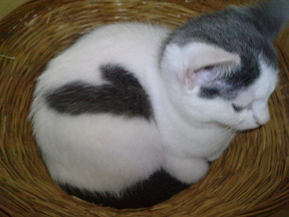 Huskat HjerterDame billede 13