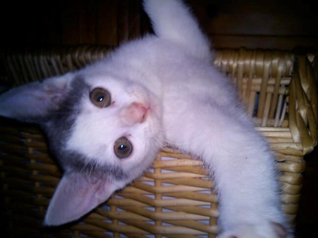 Huskat HjerterDame billede 14