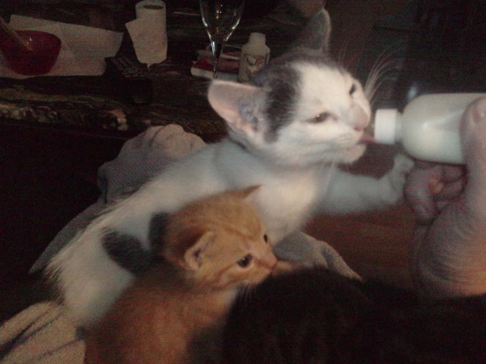 Huskat HjerterDame billede 15