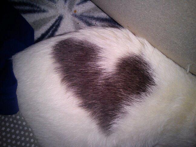 Huskat HjerterDame billede 16