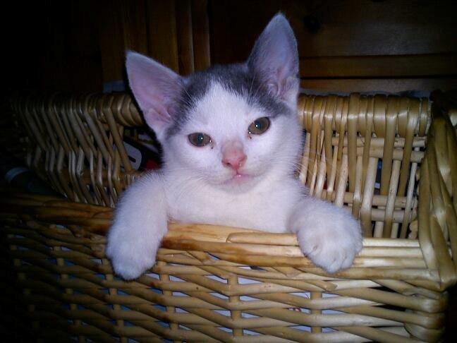 Huskat HjerterDame billede 17