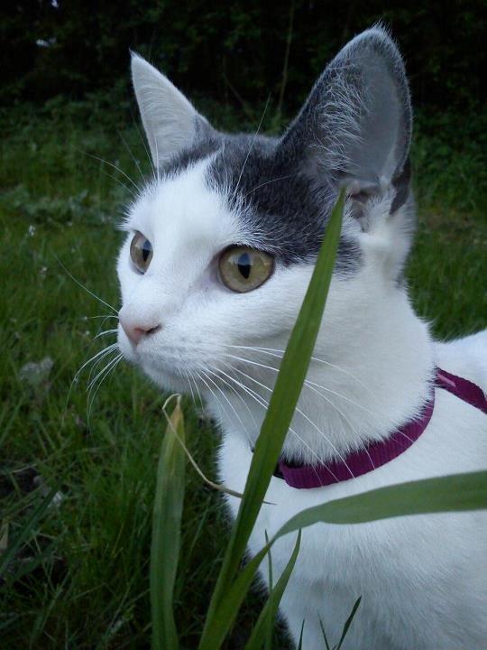 Huskat HjerterDame billede 19