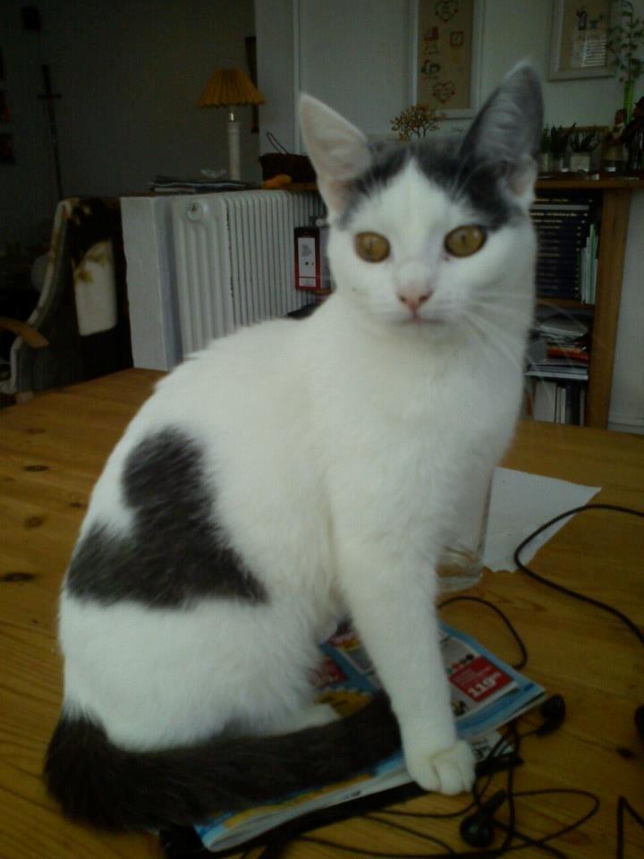 Huskat HjerterDame billede 20