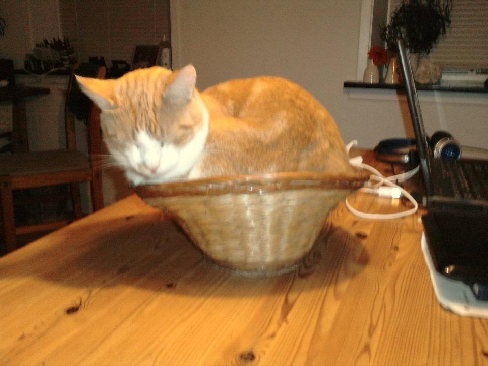 Huskat Elvis billede 1