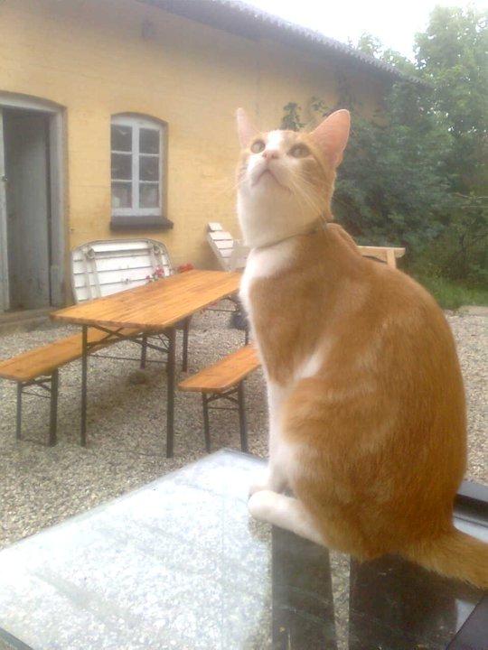 Huskat Elvis billede 2