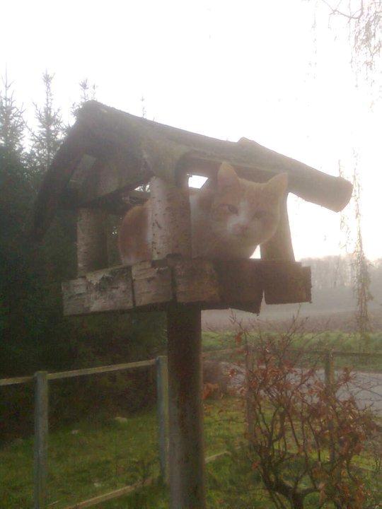 Huskat Elvis billede 3