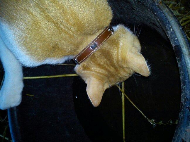 Huskat Elvis billede 4