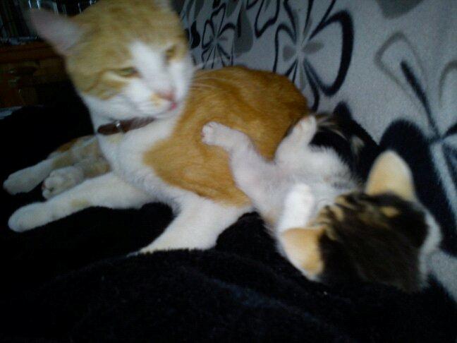 Huskat Elvis billede 5