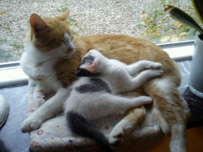 Huskat Elvis billede 6