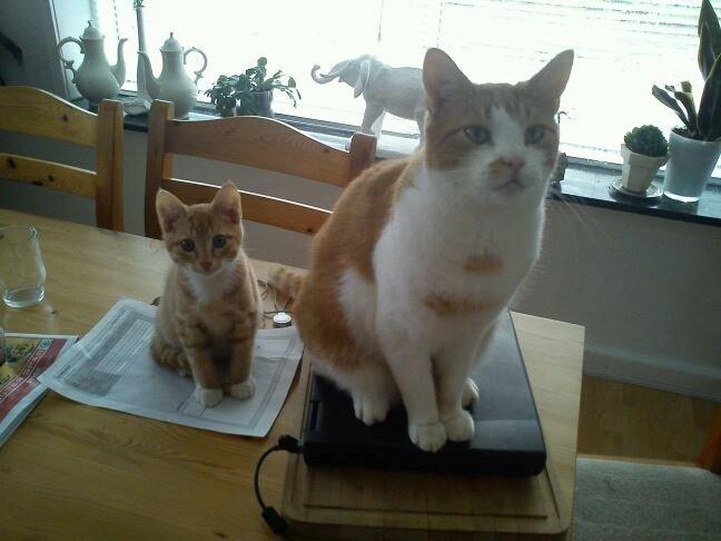 Huskat Elvis billede 8