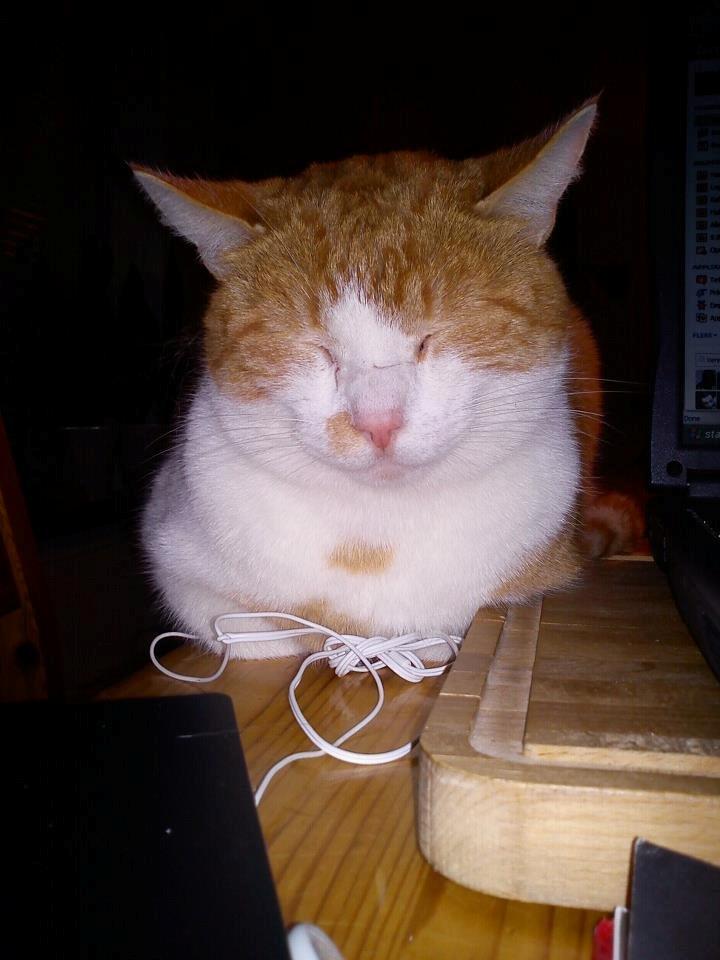 Huskat Elvis billede 9