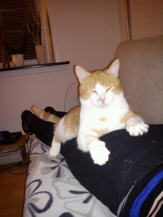 Huskat Elvis billede 10