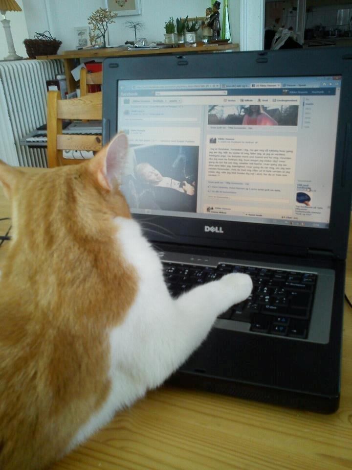 Huskat Elvis billede 11