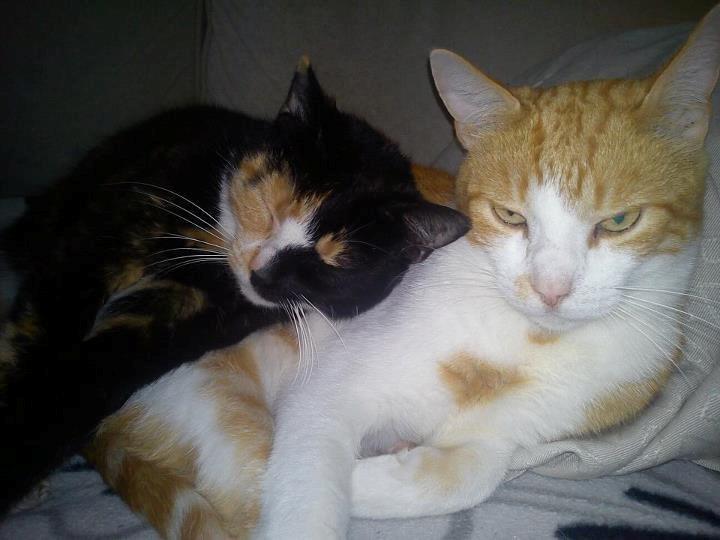 Huskat Elvis billede 13