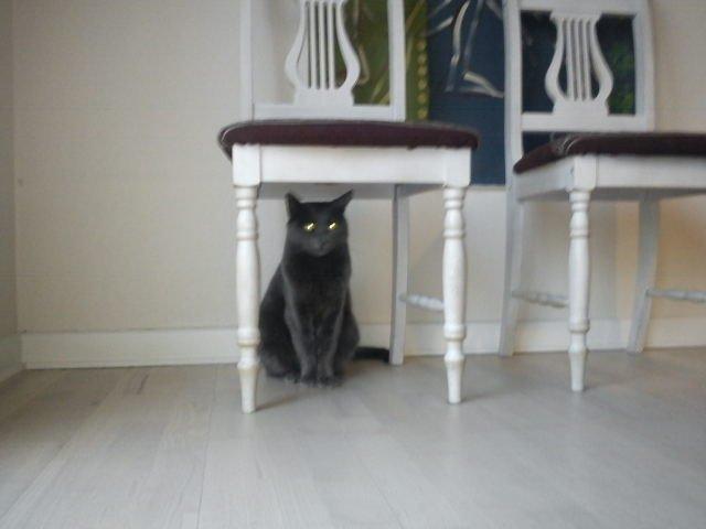 Blanding af racer Thomas(O'Malley) billede 1