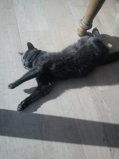 Blanding af racer Thomas(O'Malley) billede 3