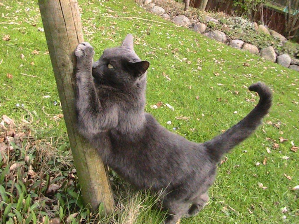 Blanding af racer Thomas(O'Malley) billede 7