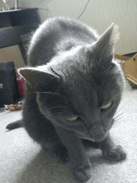 Blanding af racer Thomas(O'Malley) billede 8